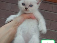 Yavru Kedilerimiz Yeni Yuvalarını Arıyorlar