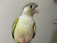 Oyuncu konur papağanımız