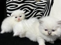 British scottish kedisi 2 aylık dişi