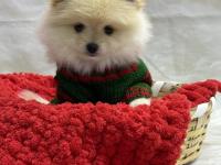 2 Aylık 2 Dişi Ve 1 Erkek Pomeranian