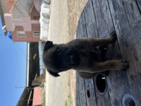 A++ Belgium Malinois Yavrularımız