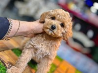 Poodle Yavrusu