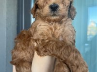 Poodle Kendi Yavrularımız