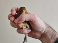 Gümbür Gümbür Öten Fancy Satılık Kanarya