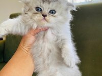 Scottish Fold Pamuk Prenseslerim