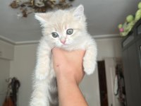 2 Tane Yavru Kedim Var Ücretli Sahiplendireceğim