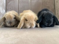 Hollanda lop tavşanlarım yeni sahibini bekliyor