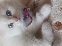 British 2 Aylık Maviş