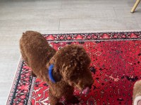 Red - Brown Kore Kan Poodle Oğluluşuma Eş Arıyoruz