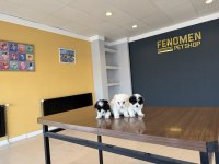 Mükemmel Irk Morkie Yavrularımız Ankara Mağazamızda Görün