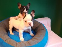 Biblo Gibi French Bulldog Yavrularımız