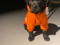 Siyah erkek cane corso