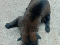 Belçika Kurdu Orjinal