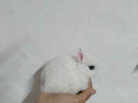 Orjinal cüce tavşanlar