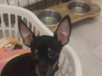 3 Aylık Minyatür Pinscher