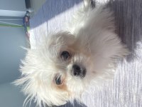 1 Ocak Doğumlu Kore Maltese Yavrumuz Evde Büyüdü Uysal Ve Tuvalet Eğitimi Var