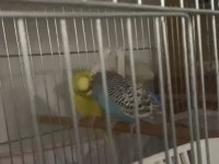 Kızgınlık Döneminde Çift Muhabbet Kuşu