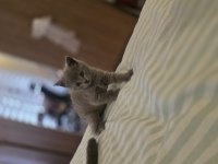 2 Aylik British Shorthair Kızımız