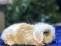 Hollanda Mini Ve Cüce Yavru Tavşanlar Her Yere Gönderim