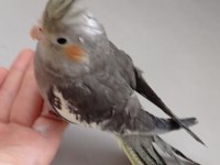 Erkek Yavru Sultan Papağanı 3 Aylık Ele Alışık Evcil Papağanımız