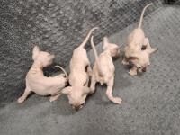 1 Aylık Sfenks Yavrular