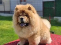 Pofuduk Oyun Arkadaşı Chow Chow Bebekler