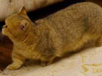 Munchkin Shorthair