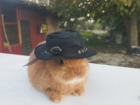 Orjinal Cüce Tavşan Yavruları