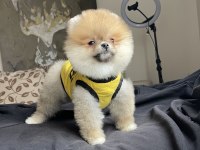 Ayı Surat Pomeranian Boo Yavrular