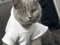 British Shorthair 1.5 Yaşında Dişi