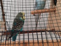 Kafes ile birlikte muhabbet kuşlar