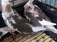 Çekmeköy Sultan Papağanı 2 Aylık