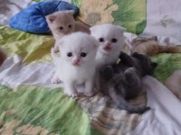 Scottish Fold Ve Scottish Straight Kardeşler
