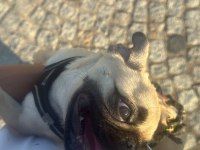 8 Aylık Dişi Çok Enerjik Çok Oyuncu Pug