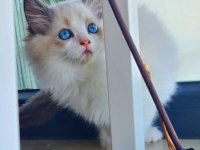 Kedilibab'dan Şecereli Show Kalite Ragdoll Kediler