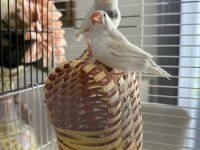 Hint bülbülü ankara damızlık takımlar