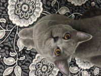 Kedimiz Duman’a Kalıcı Yuva Arıyoruz