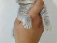 A Kalite British Shorthair Bebekler