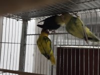 Cennet Ve Sevda Papağanı