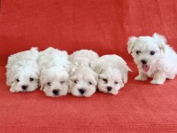 0 Numara Maltese Köpeği Yavrular