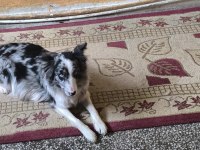 Süper border collie yavruları