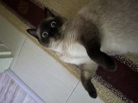 2 Yaşındaki Kedimiz Kaymağı Takip Şartıyla Ücretsiz Sahiplendiriyoruz