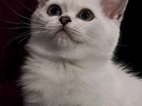 Dişi silverpoint british shorthair yavru