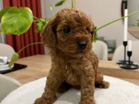 Toy Poodle (Bayram Şekerleri)