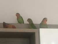 Bebek papağanlar hazır