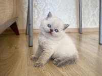 A Kalite British Shorthair Blue Point