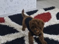 Ev ortamında orjinal toy poodle