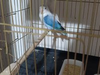 1.5-2 Yaşında Çift Mutasyonlu Cennet Papağanı