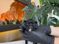 Rengarenk French Bulldog Yavrularım Rezerveye Açık