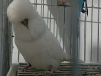 2 Adet Vasıflı Show Jumbo Erkek Muhabbet Kuşu